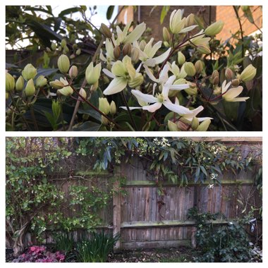 Clematis armandii 'Apple Blossom'