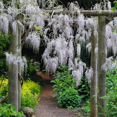 Wisteria sinensis