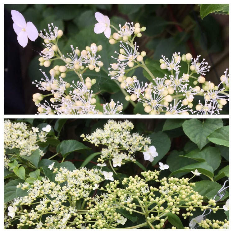 Plant image Schizophragma hydrangeoides