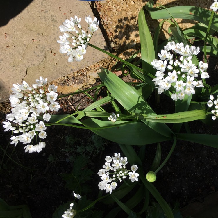 Plant image Allium nigrum syn. Allium multibulbosum, Allium nigrum var. multibulbosum