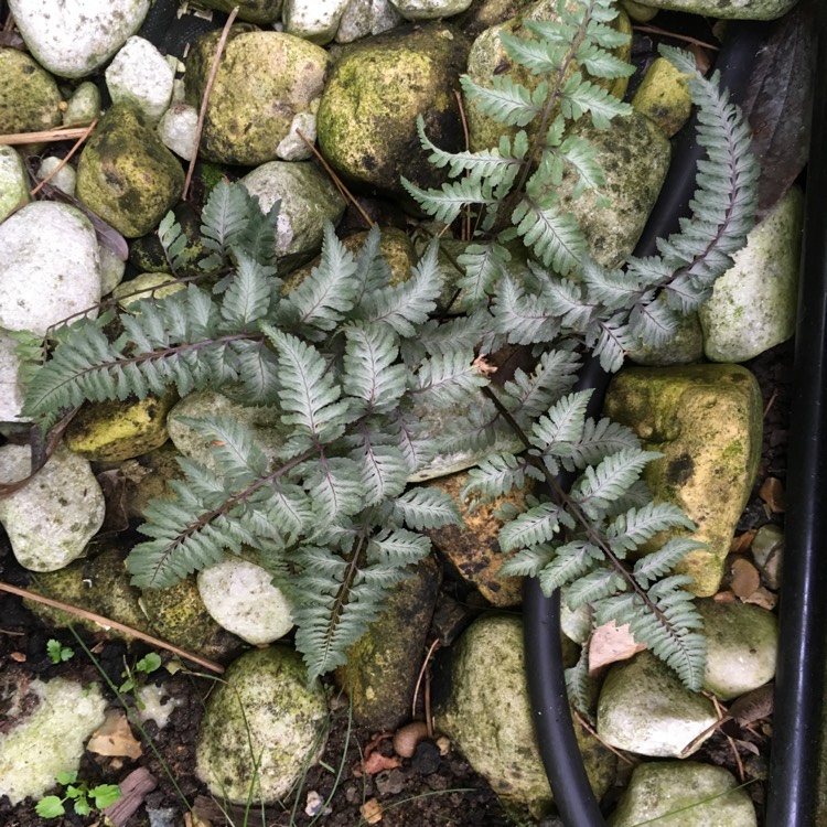 Plant image Athyrium niponicum 'Red beauty'