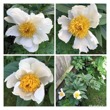 Peony 'White Wings' (Herbaceous)