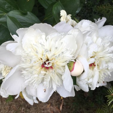 Peony 'Duchesse de Nemours' (Herbaceous)