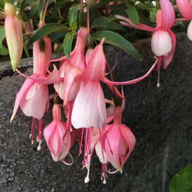 Fuchsia (Half-Hardy)