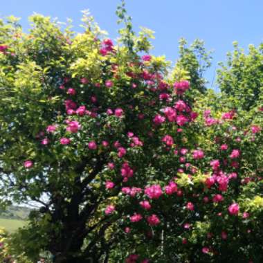 Rose 'American Pillar' (Rambler)