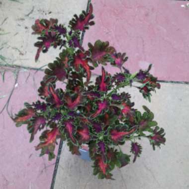 Coleus 'Ruffles Copper'