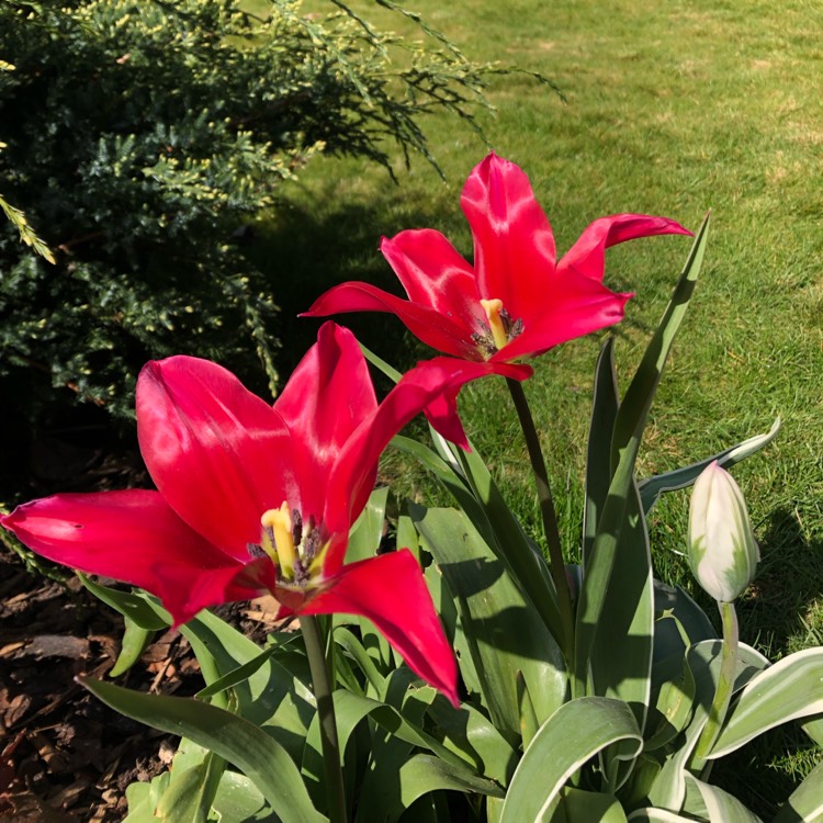 Plant image Tulipa 'Dolls Minuet'