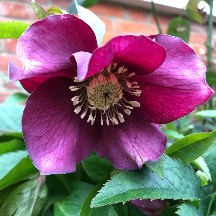 Plant image Helleborus x hybridus 'Queen Of The Night' (Queen Series)