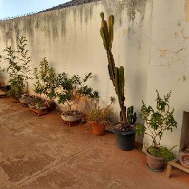 Zoio's garden