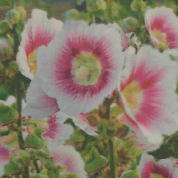 Plant image Alcea rosea 'Halo Blush' (Halo Series)