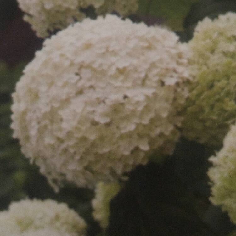 Plant image Hydrangea arborescens 'Incrediball'