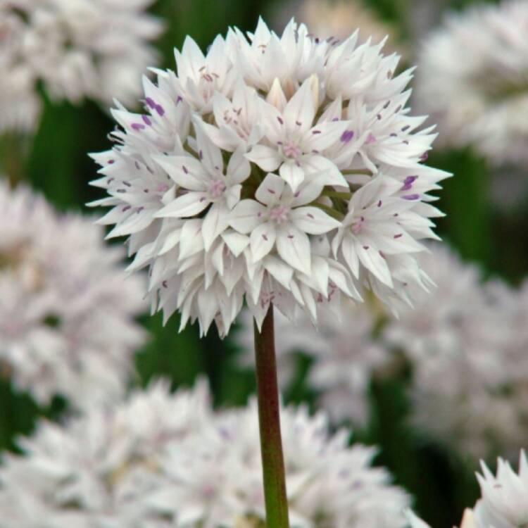 Plant image Allium amplectens 'Graceful Beauty'