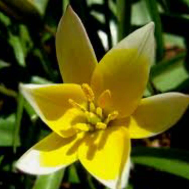 Plant image Tulipa tarda