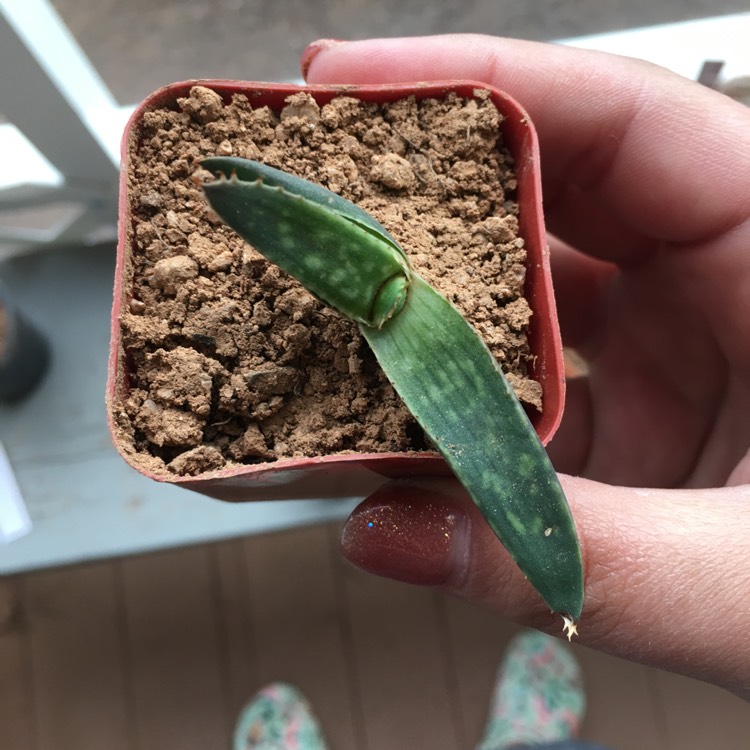 Plant image Aloe hybrid 'Always Red'