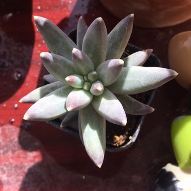 Pachyphytum 'Compactum'