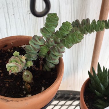 Crassula 'Baby Necklace'