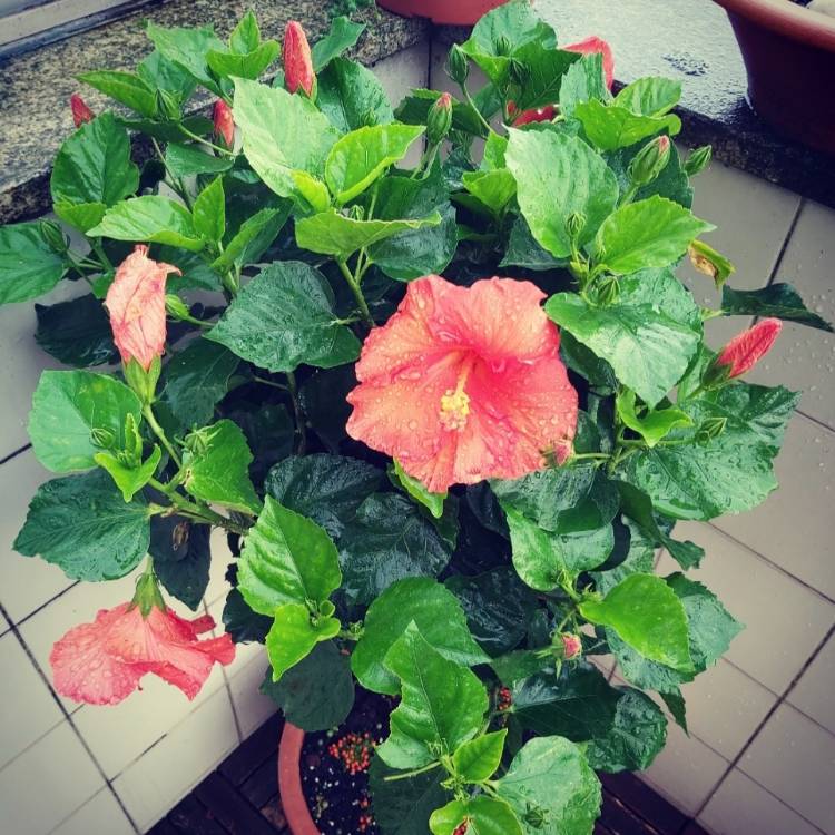 Plant image Hibiscus moscheutos 'Lord Baltimore'