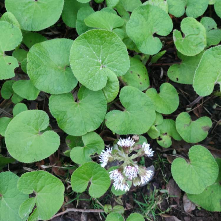 Plant image Petasites fragrans