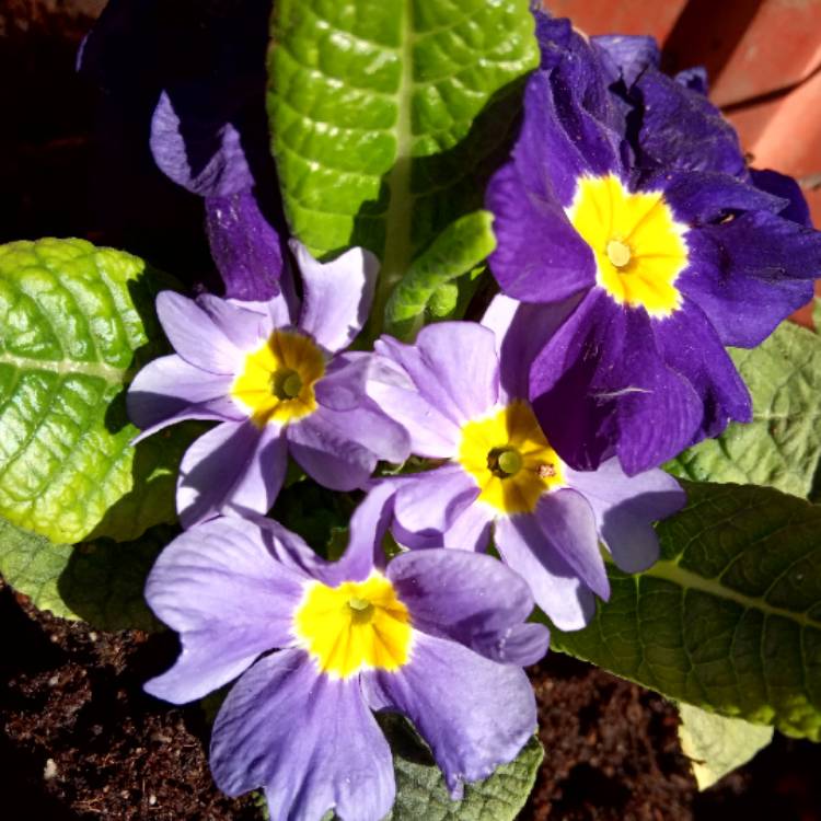 Plant image Primula polyantha 'Supernova Blue'