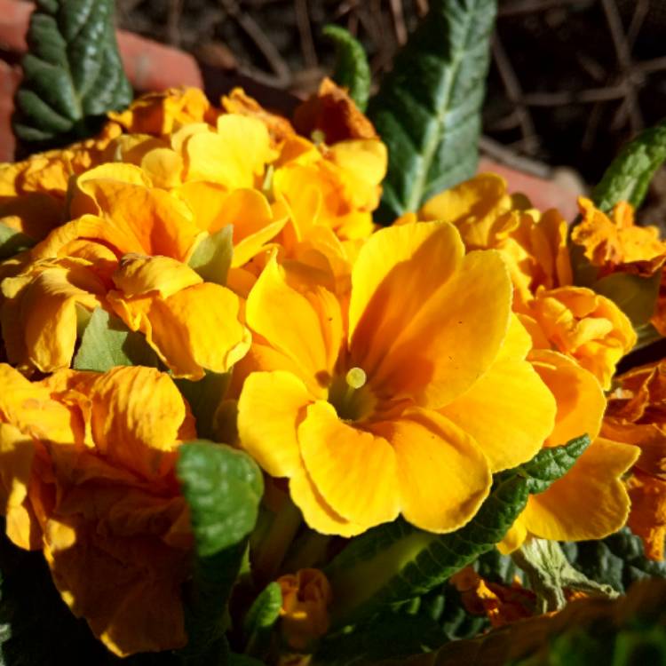 Plant image Primula Polyantha 'Firecracker