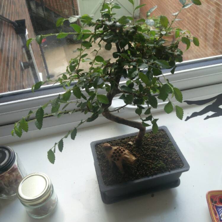 Plant image Buxus bonsai