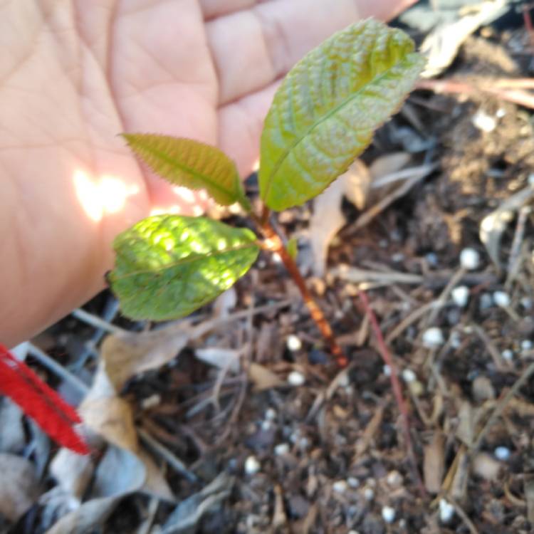 Plant image Carya Illinoinensis