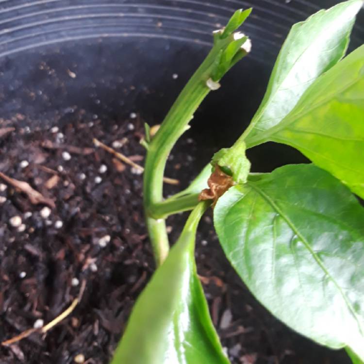 Plant image Capsicum 'Redskin'