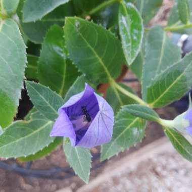 Platycodon grandiflorus  syn. Campanula grandiflora