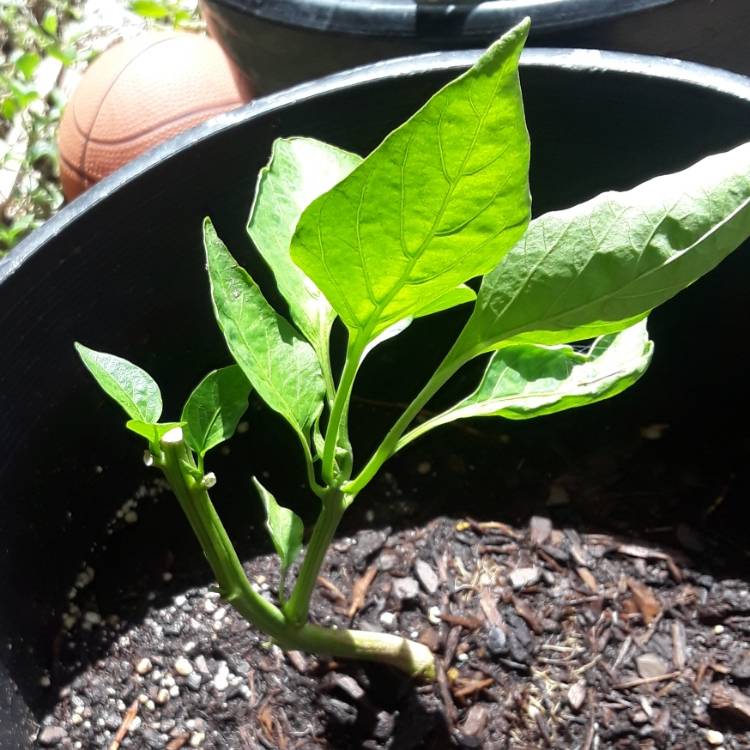 Plant image Capsicum 'Redskin'