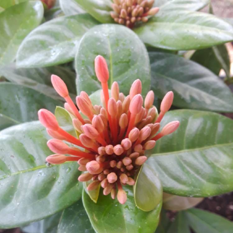 Plant image Ixora 'Coral Fire'