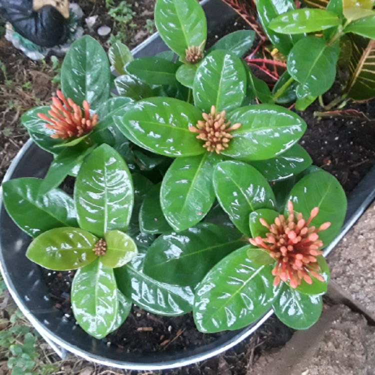 Plant image Ixora 'Coral Fire'