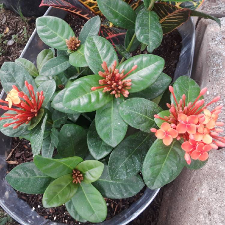 Plant image Ixora 'Coral Fire'