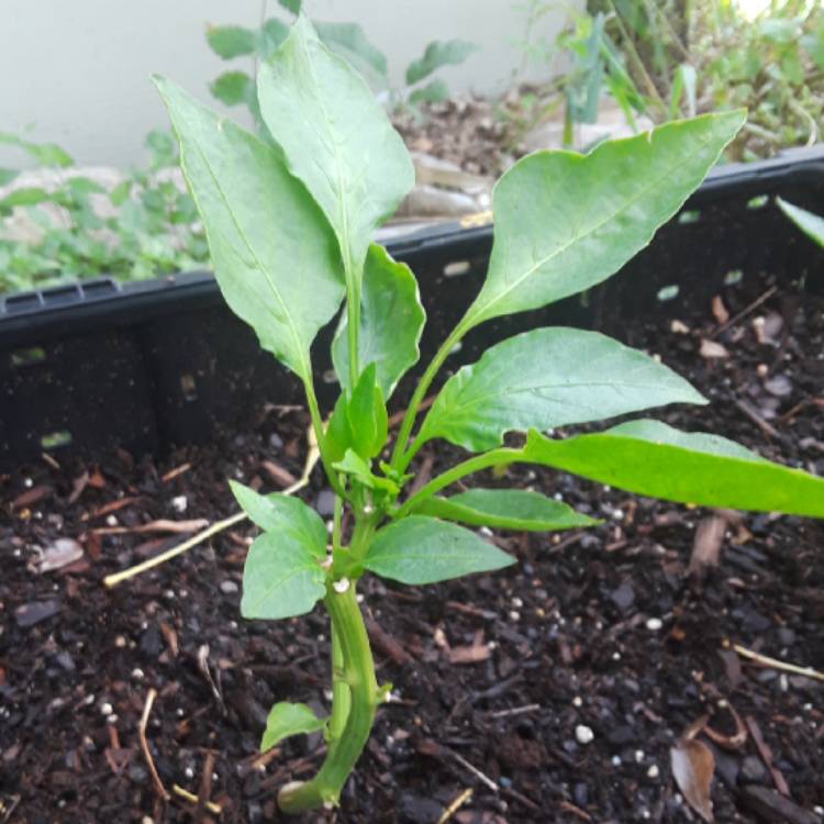 Plant image Capsicum 'Redskin'