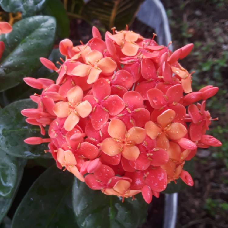 Plant image Ixora 'Coral Fire'