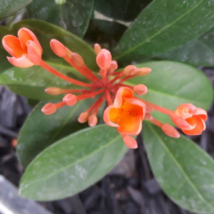 Plant image Ixora 'Coral Fire'