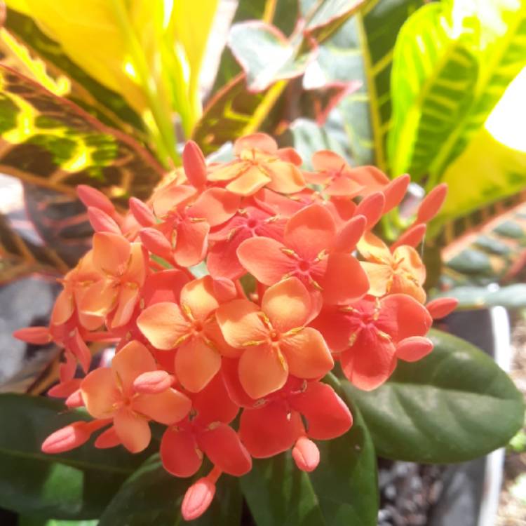 Plant image Ixora 'Coral Fire'