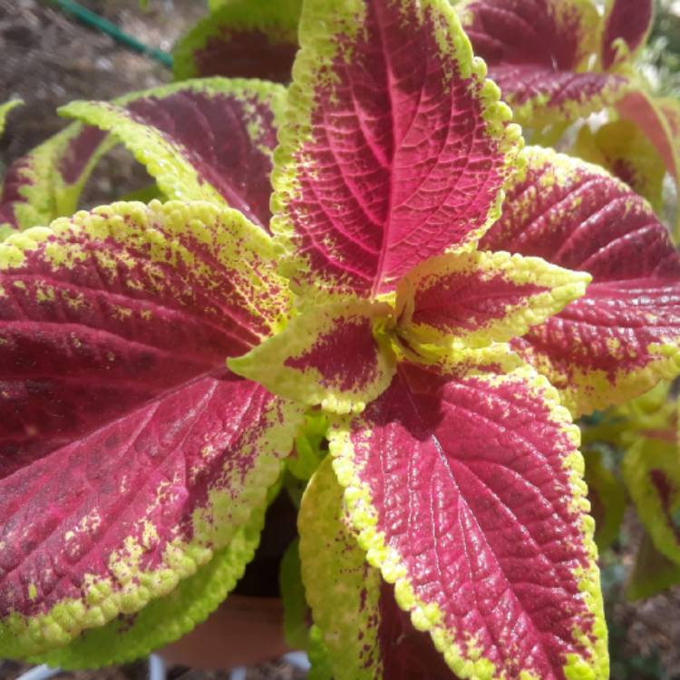 Plant image Plectranthus scutellarioides 'Crimson Gold'