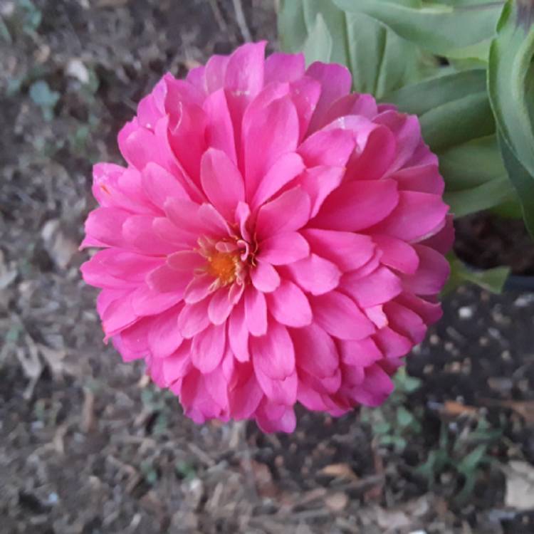 Plant image Zinnia elegans 'Magellan Coral' (Magellan Series)