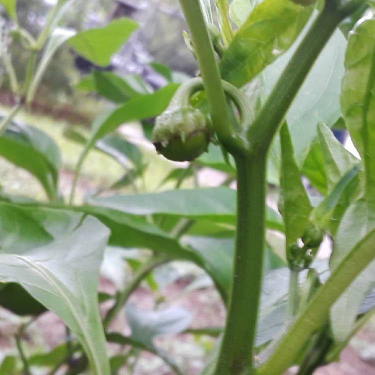 Plant image Capsicum 'Redskin'