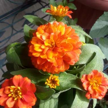 Zinnia elegans 'Orange King'