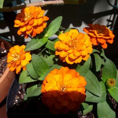 Zinnia elegans 'Orange King'