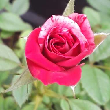 Rosa (Miniature)