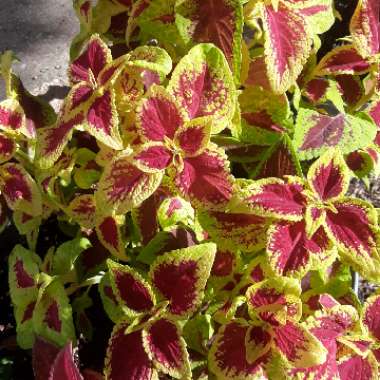 Plectranthus scutellarioides 'Crimson Gold'