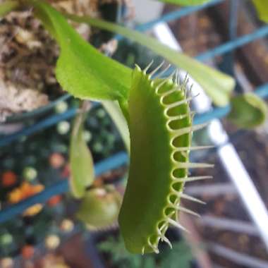 Dionaea muscipula