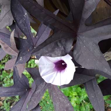 Ipomoea batatas 'Blackie'