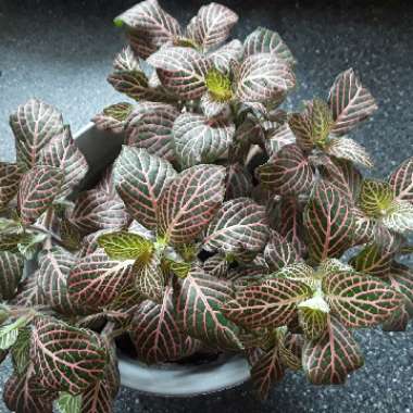 Fittonia verschaffeltii 'Pink Star'