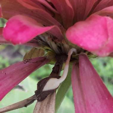 Zinnia elegans 'Magellan Coral' (Magellan Series)