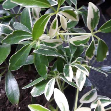 Schefflera arboricola 'Janine'