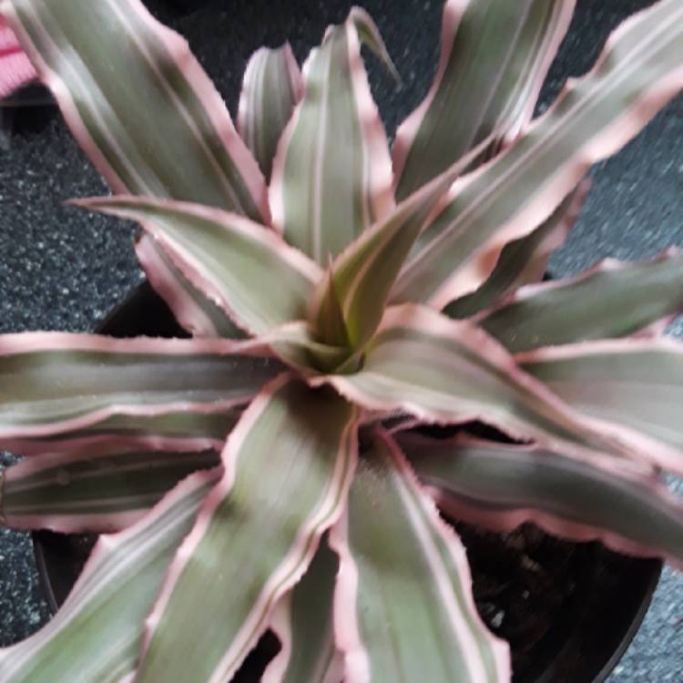 plant image 906148