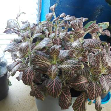 Fittonia verschaffeltii 'Pink Star'